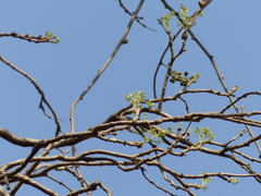 Schrebera swietenioides