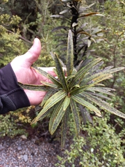 Pseudopanax linearis
