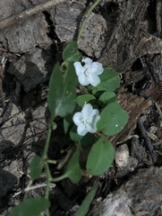 Evolvulus nummularius