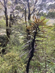 Pseudopanax linearis