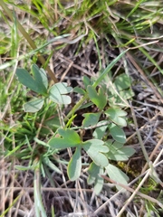 Ranunculus polyrhizos
