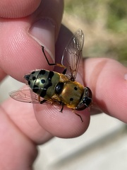 Austalis pulchella