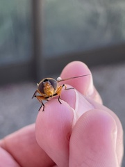 Austalis pulchella