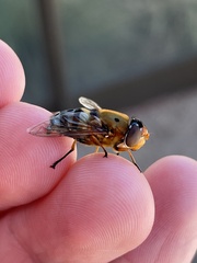 Austalis pulchella