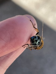 Austalis pulchella