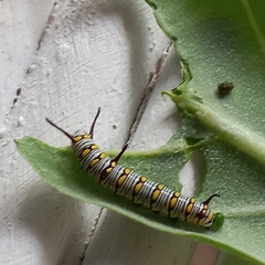Danaus