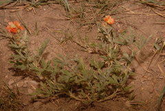 Sphaeralcea coccinea coccinea