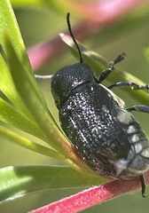 Aporocera