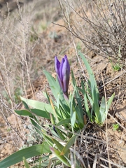Iris pumila