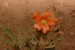 Sphaeralcea coccinea coccinea