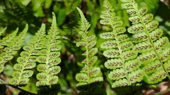 Diplazium kawakamii