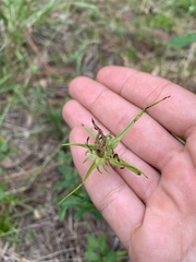 Sabatia gentianoides