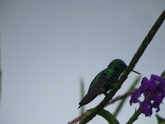 Chlorostilbon assimilis