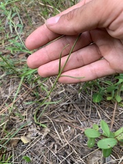 Sabatia gentianoides