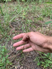 Sabatia gentianoides