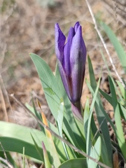 Iris pumila