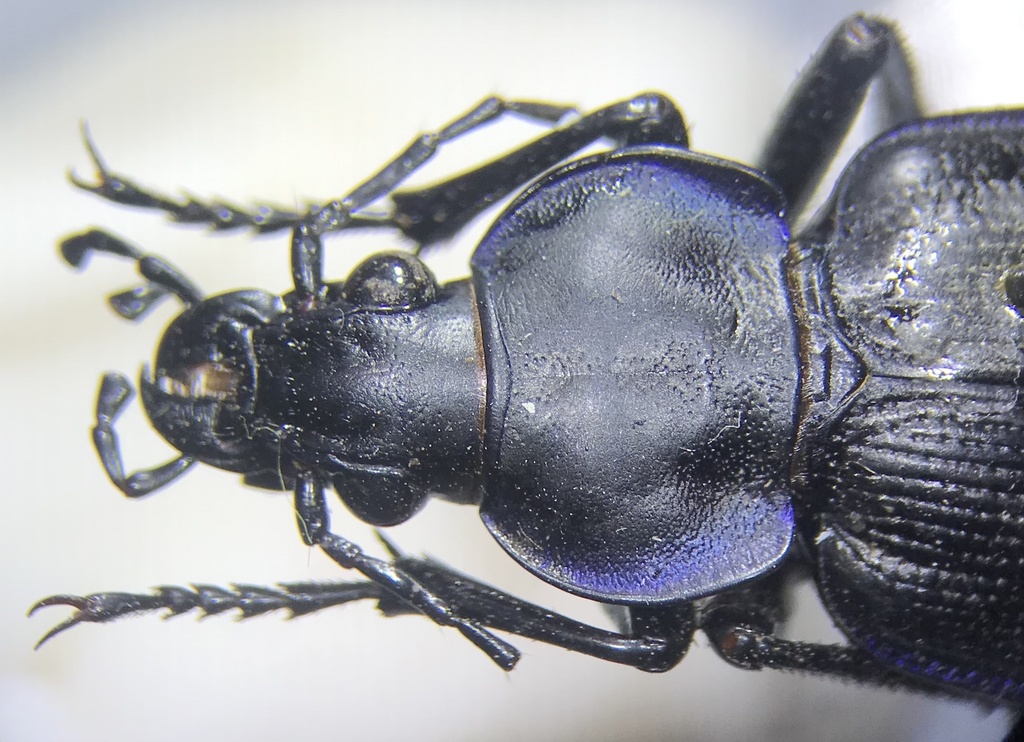 Narrow Searcher Beetle
