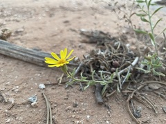 Heterotheca hirsutissima