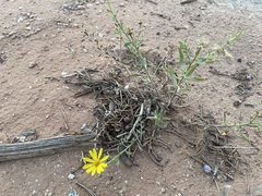 Heterotheca hirsutissima