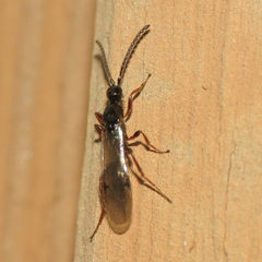 Proctotrupidae