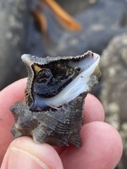 Neogastropoda