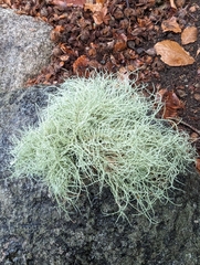 Usnea subfloridana