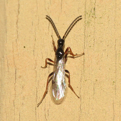 Proctotrupidae