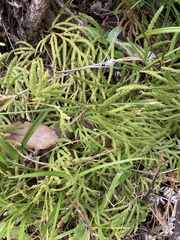 Lycopodium volubile