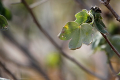Gossypium tomentosum