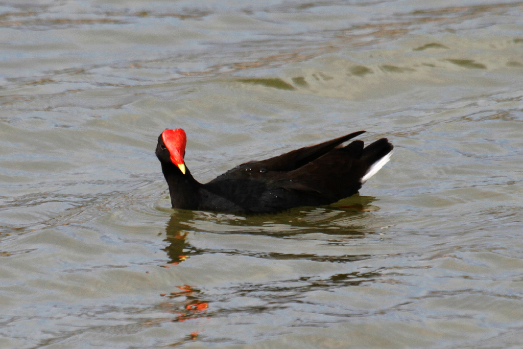 Gallinula galeata sandvicensis