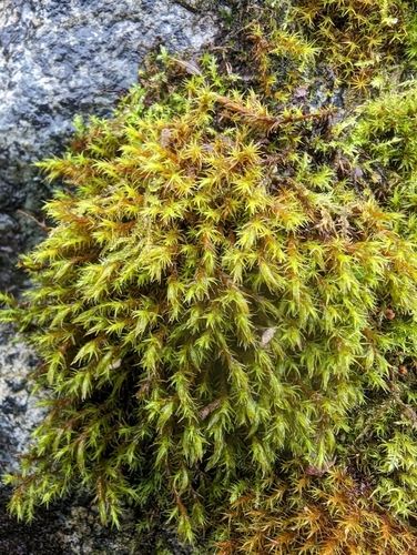 Image of Schistidium papillosum by no rights reserved