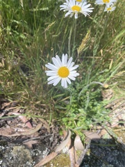 Brachyscome diversifolia