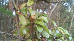 Austropuccinia psidii