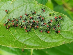 Leptoglossus gonagra