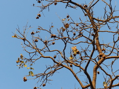 Schrebera swietenioides