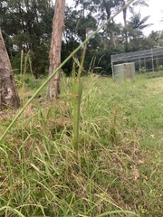 Podacanthus viridiroseus