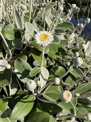 Pachystegia insignis