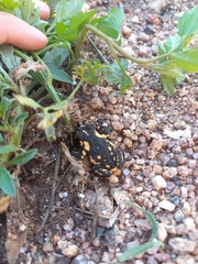 Melanophryniscus stelzneri