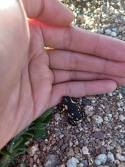 Melanophryniscus stelzneri