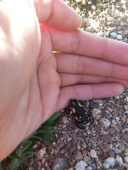 Melanophryniscus stelzneri