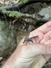 Archichauliodes diversus