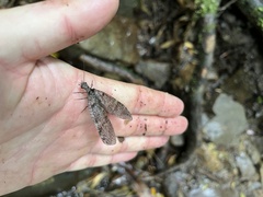 Archichauliodes diversus