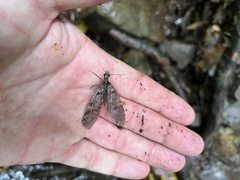Archichauliodes diversus