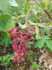 Rubus urticifolius