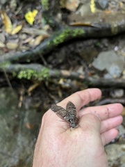 Archichauliodes diversus