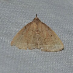 Zanclognatha marcidilinea