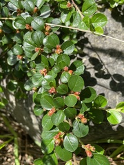 Cotoneaster