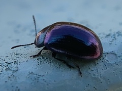 Phaedon purpureus