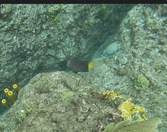 Microspathodon chrysurus