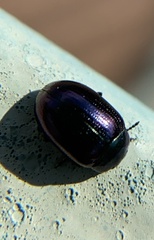 Phaedon purpureus